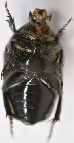 Réf. 275 868 : Pachnoda interrupta